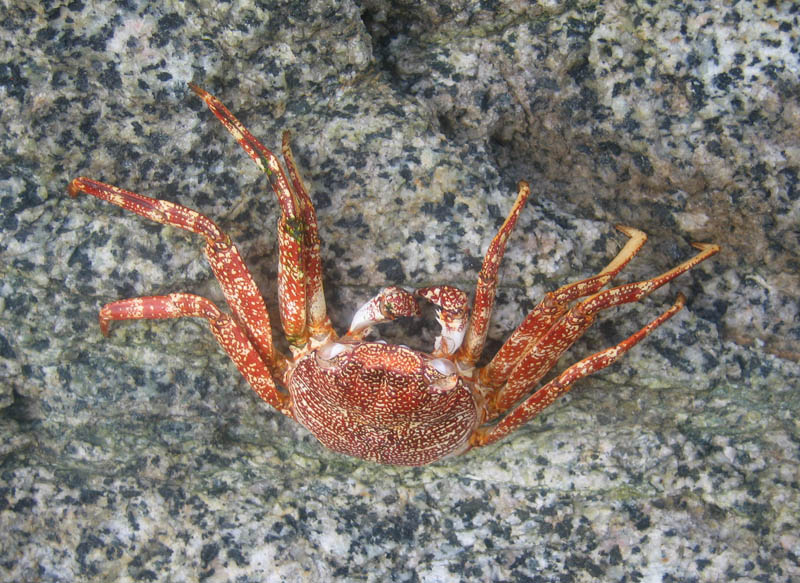 We found a nice crab on the rocks