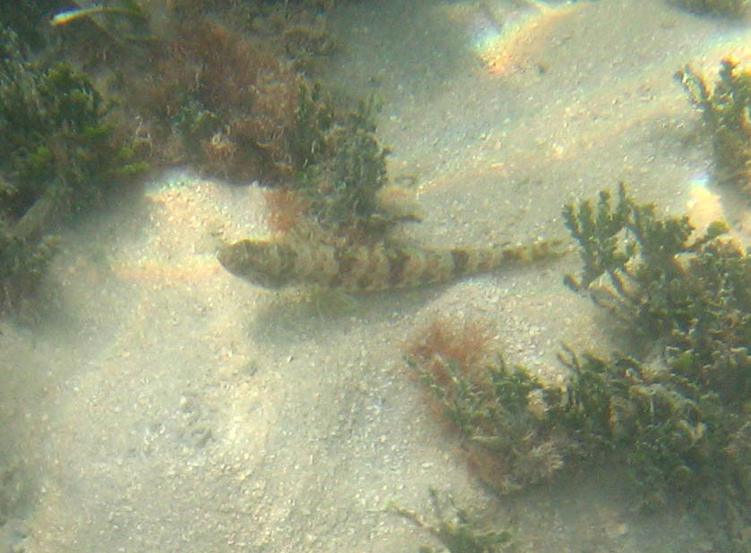 Lizardfish