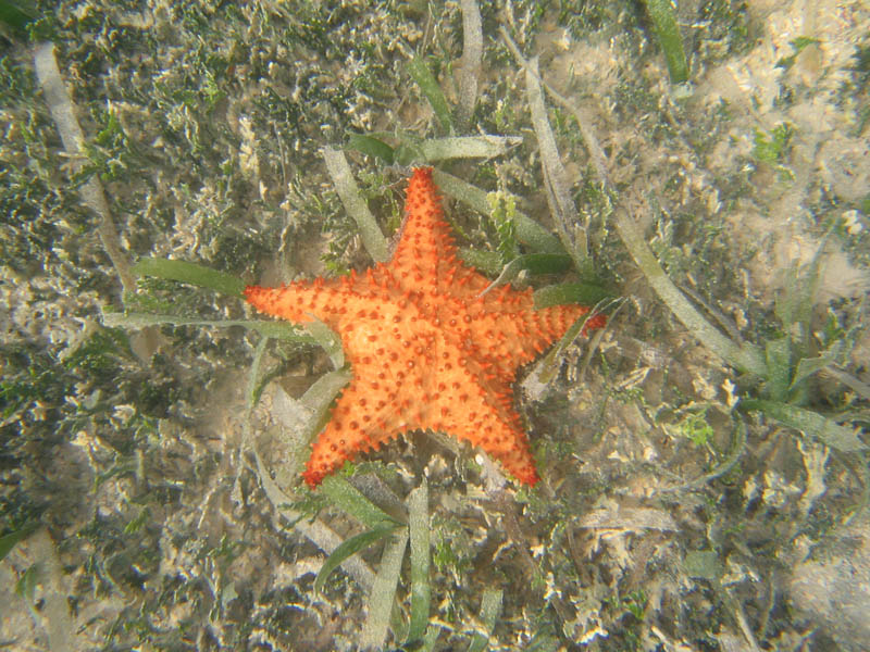 Cushion Star