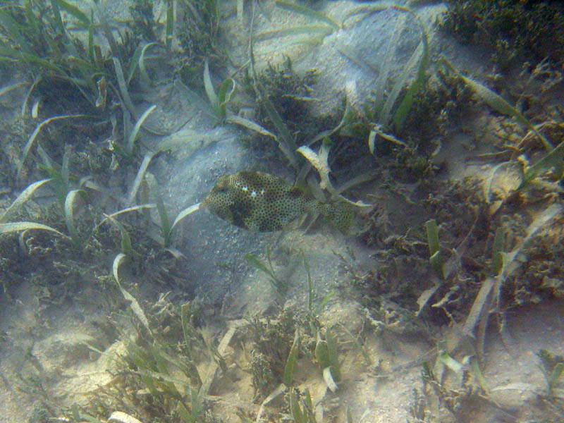 Spotted trunkfish