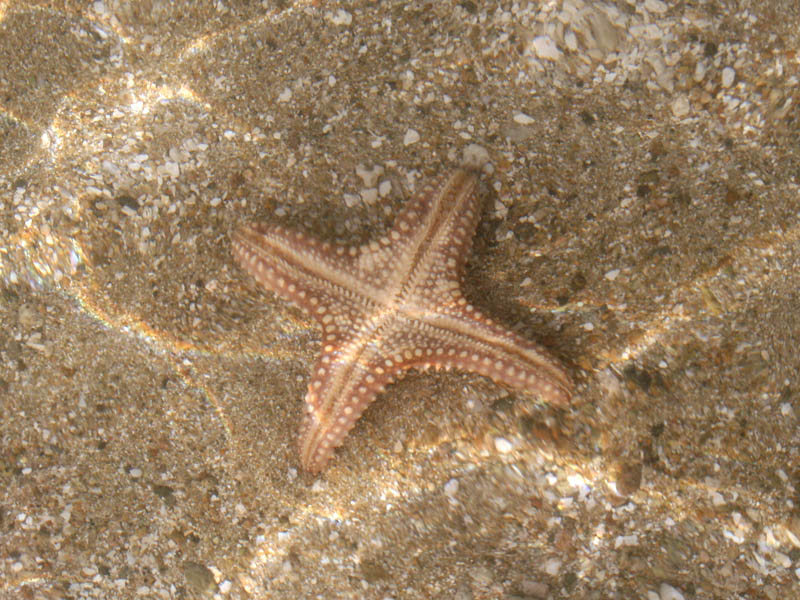 Four legged starfish - all others of this species are five legged