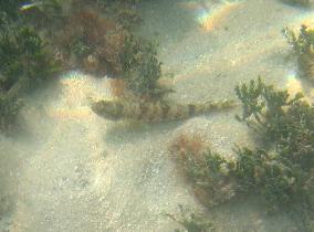 Lizardfish (August 2007) Lizardfish (August 2007)