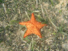 Cushion Star (August 2007) Cushion Star (August 2007)