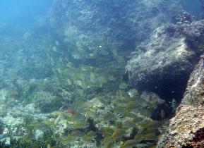 Mosquito Pier (August 2007) Mosquito Pier (August 2007)