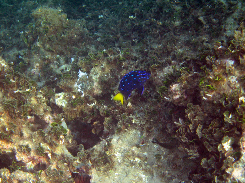 Juvenile Yellowtail Damselfish