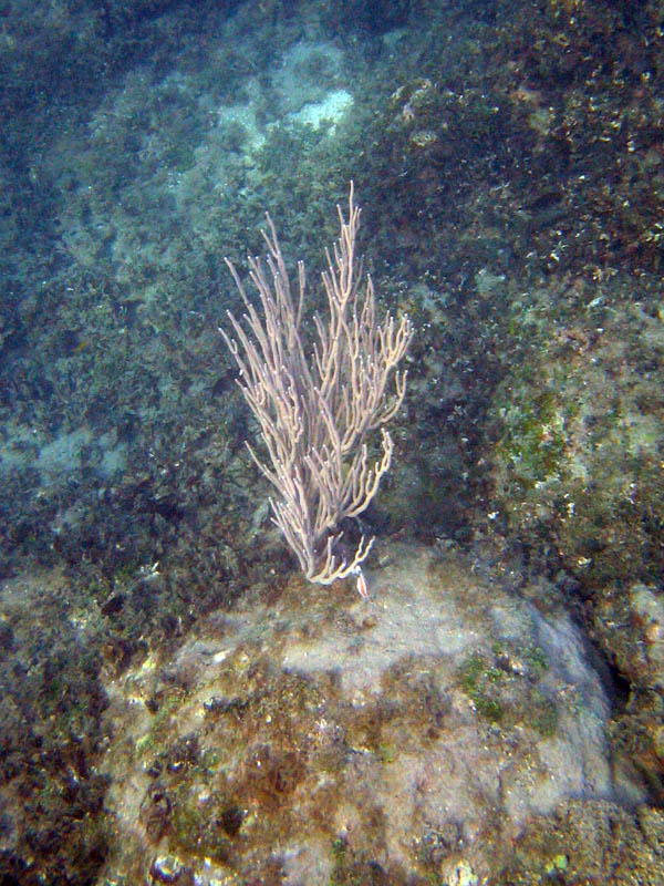 Playa Muerta obrzok 16096