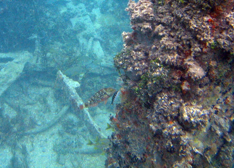 Young parrot fish feeding on corals