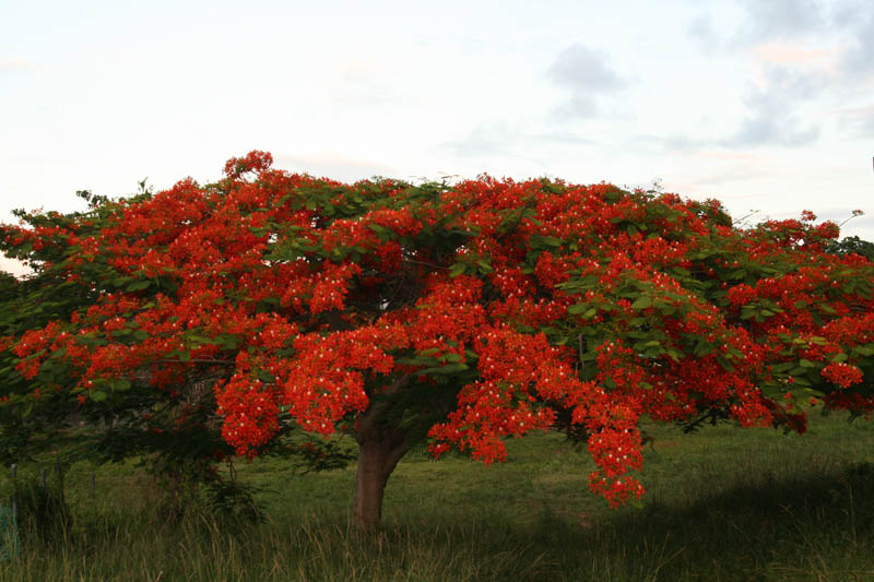 Flowering flamboyan tree