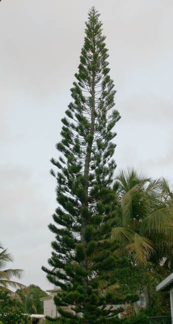 A coniferous tree among palms