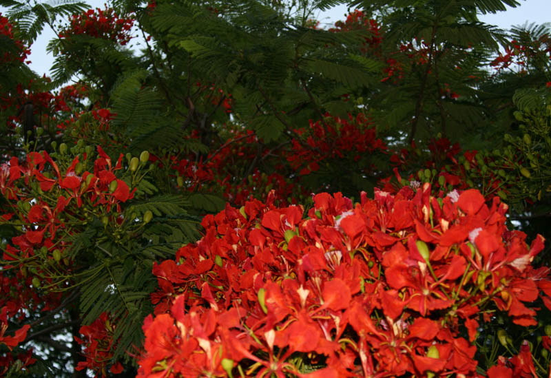 arltovo erven kvety flamboje (Delonix regia)