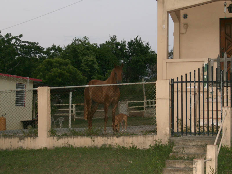 A watchdog and a watchhorse