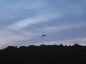 Hunting frigatebird (August 2007) Hunting frigatebird (August 2007)