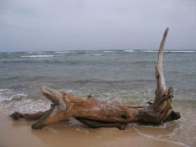Playa Novillo (August 2007) Playa Novillo (August 2007)