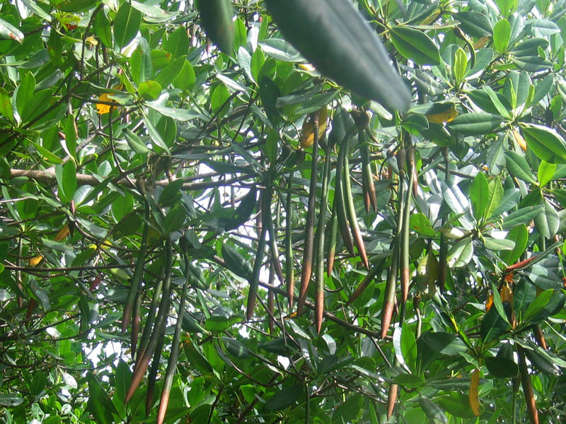 Mangrove fruits (August 2007)