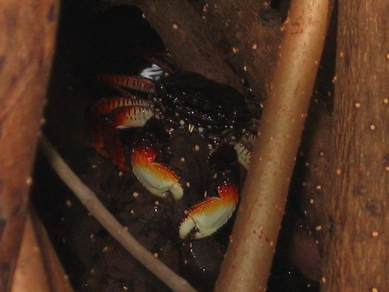 Crab on a mangrove root