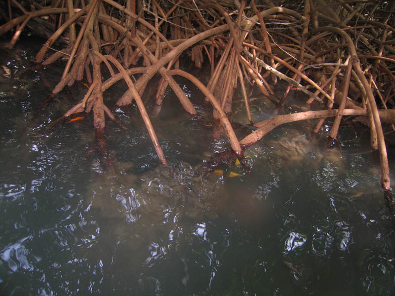 Mussels attached to the mangrove roots right under the surface some will eat them later on