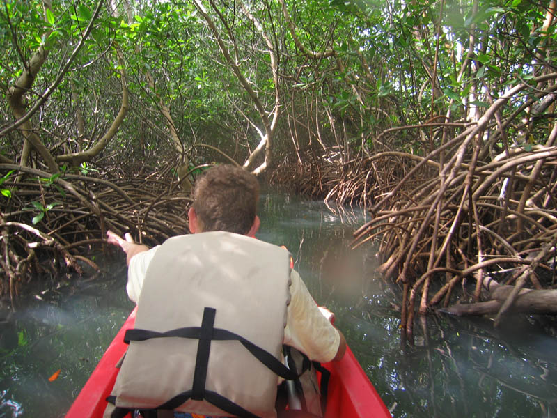 Na kajakoch pomedzi mangrovnky obrzok 15675