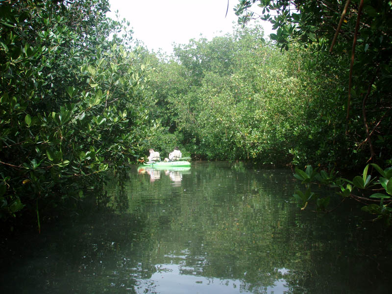 On kayaks among mangroves picture 15640