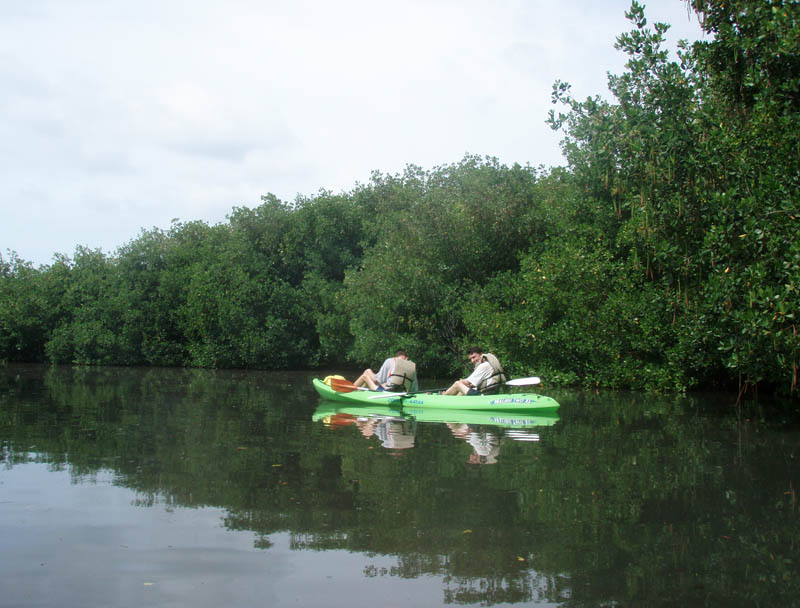 On kayaks among mangroves picture 15641