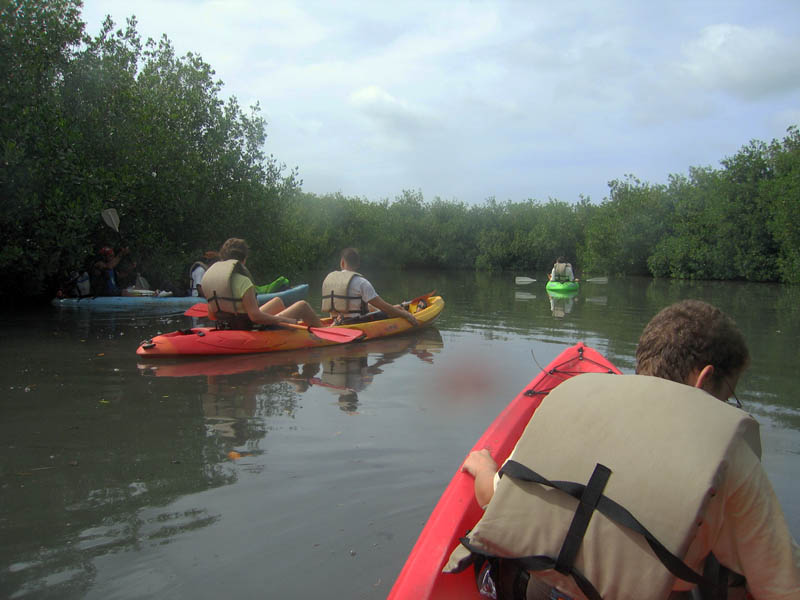 On kayaks among mangroves picture 15643