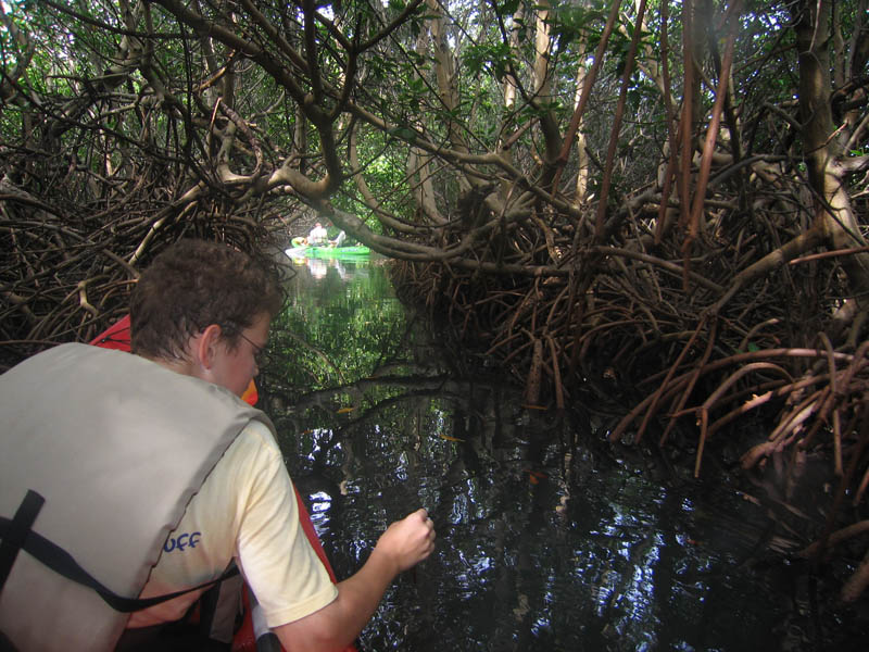 On kayaks among mangroves picture 15617