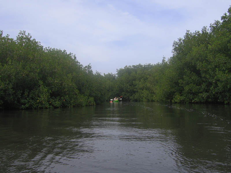 On kayaks among mangroves picture 15647