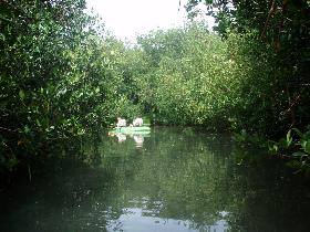 On kayaks among mangroves (August 2007) On kayaks among mangroves (August 2007)