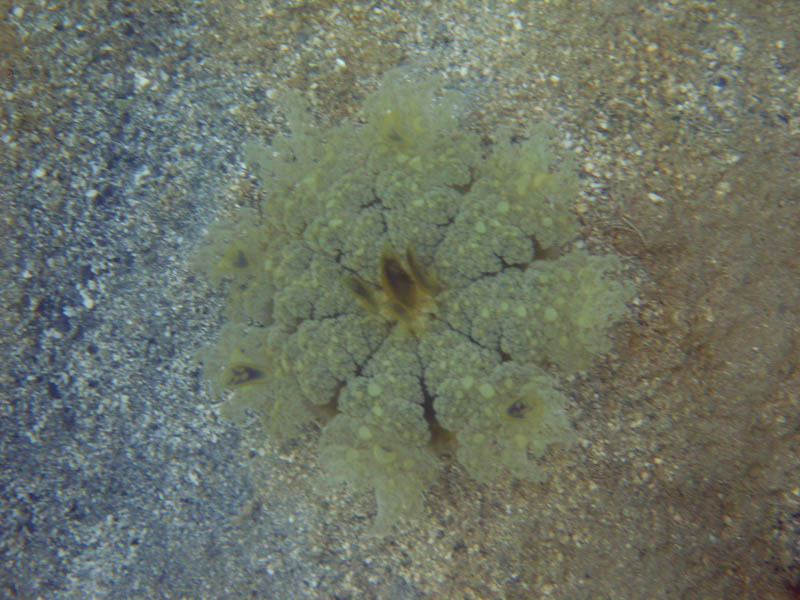 Upside-down jellyfish on the sea bottom