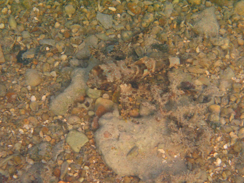 Conch hunting at Green Beach (August 2007)