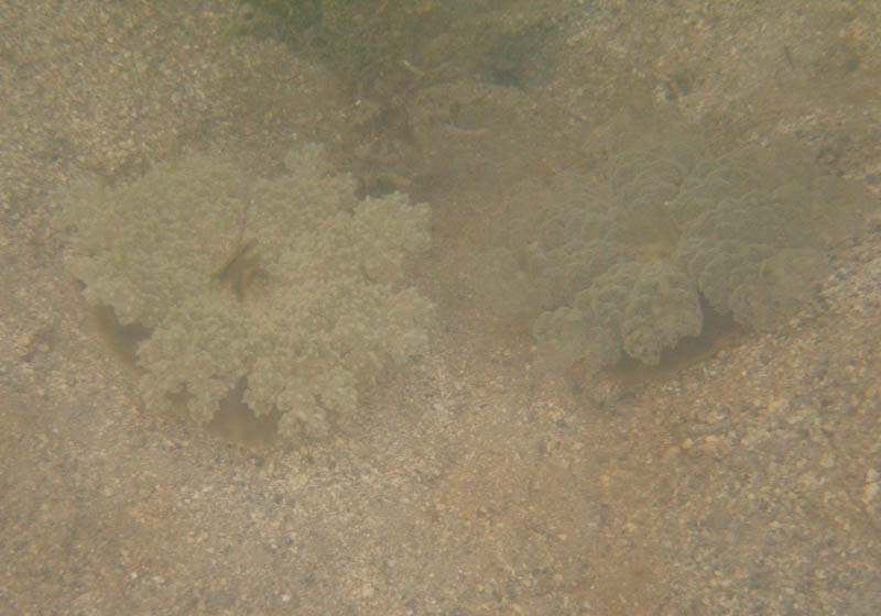 Conch hunting at Green Beach picture 14142