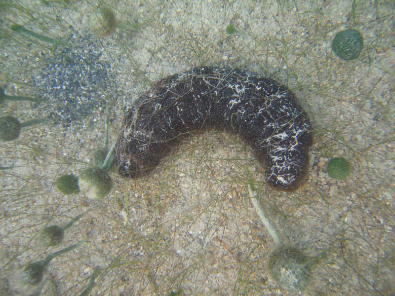 Sea cucumber