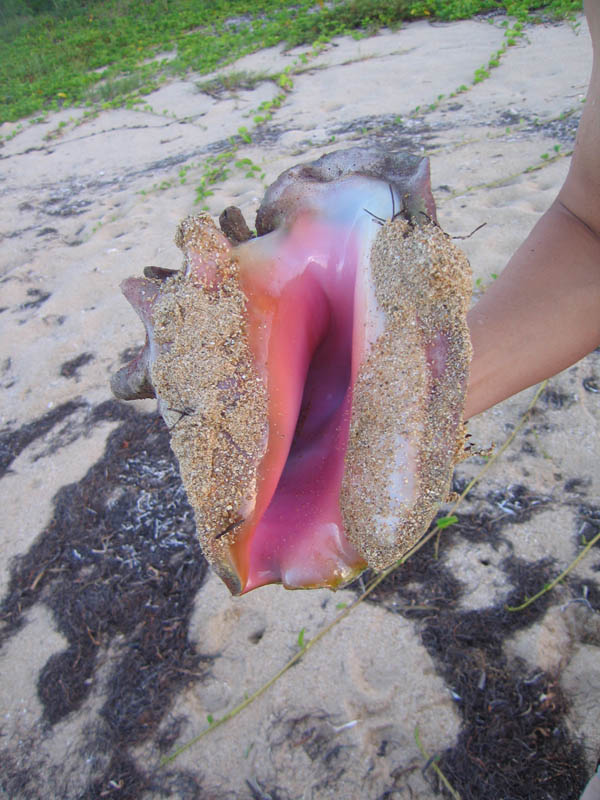 Conch hunting at Green Beach picture 14151