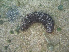 Sea cucumber (August 2007) Sea cucumber (August 2007)