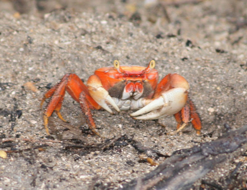 Red land crab (August 2007)