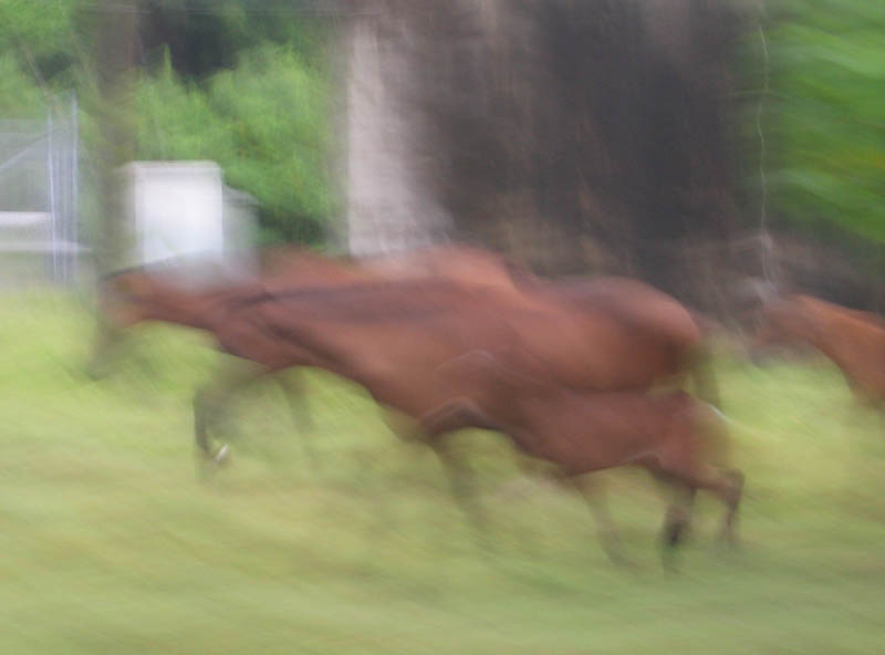 Okolo bunkrov sa popsali kone, ale u bola dos tma na fotenie. Tto fotku som sem dal, lebo mi pripomna nstenn maby v Lascaux. (August 2007)
