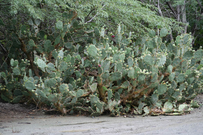 Prickly pear (Opuntia)