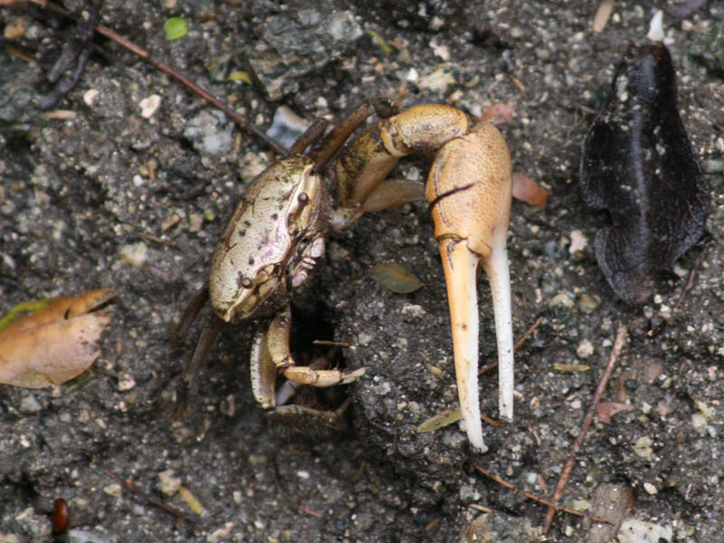 One of the vast swarm of small single-nippered fiddler-crabs