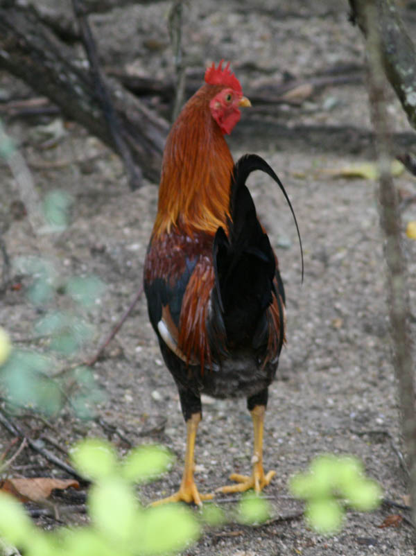 There are wild chicken living near Laguna Kiani