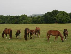 There are semiwild horses all around the Vieques (August 2007)