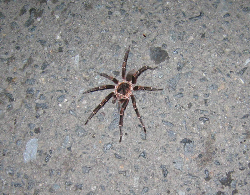 On the way home, we even met a tarantula