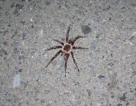 On the way home, we even met a tarantula (August 2007) On the way home, we even met a tarantula (August 2007)