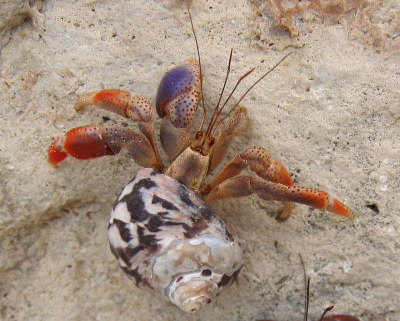 Hermit crab (August 2007)