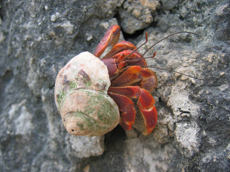 Karibsk krab pustovnk (Coenobita clypeatus) (August 2007)