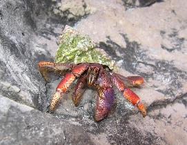 Red Beach (August 2007) Red Beach (August 2007)