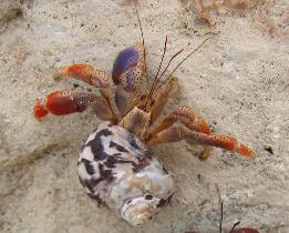 Hermit crab (August 2007)