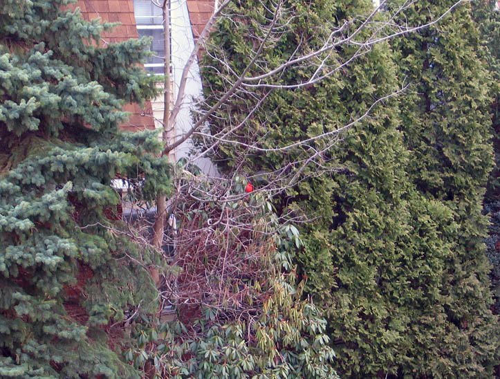 Red bird taken from the balcony