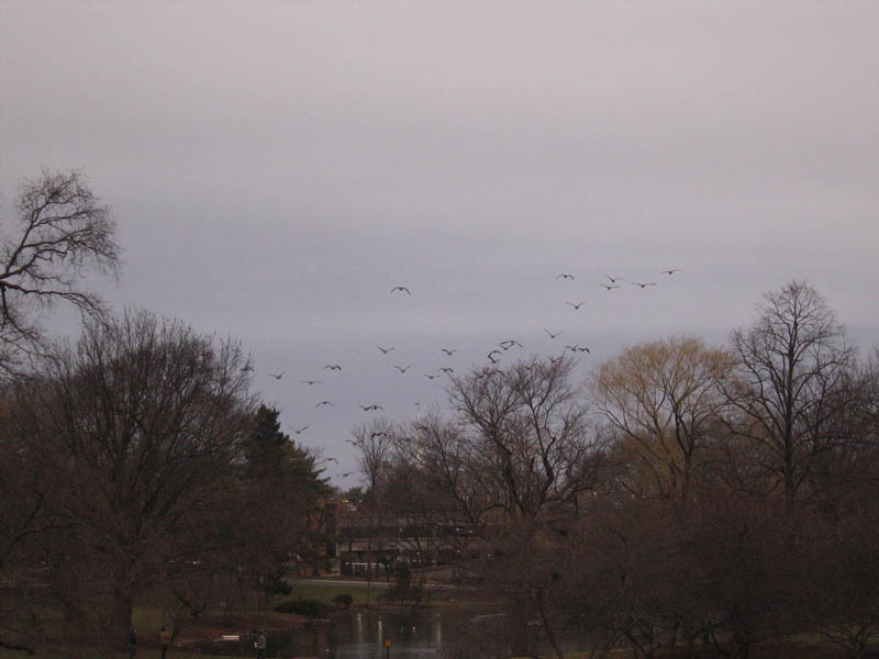 Flying Canadian geese on the way home