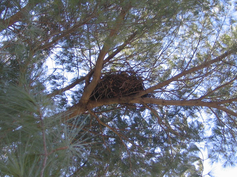 Nest in the tree crown