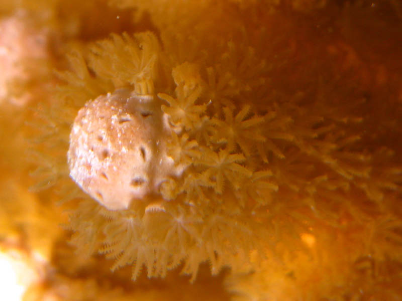 There are no polyps on the tips of this finger coral - probably eaten by a parrotfish (August 2008)