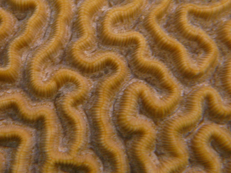 Close-up to the braincoral structure